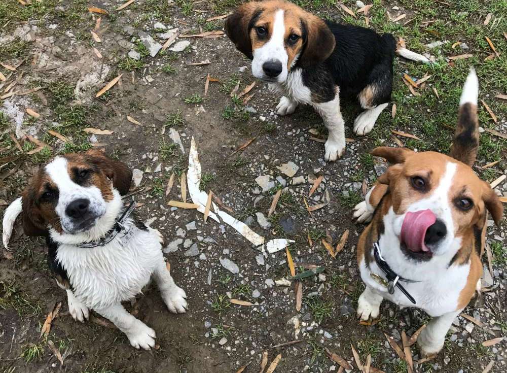 狗狗玩得正嗨突然蔫儿了脸也肿得像猪头狗狗我被蛇亲了