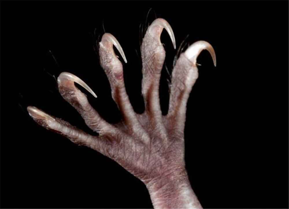 广西大石围发现食鱼的蝙蝠爪如鱼钩一晚上能捕获约30条小鱼