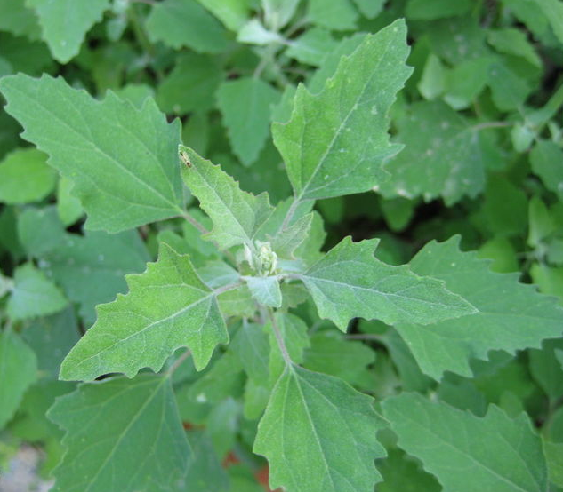 见过两米高的野菜吗?很多人看了不认识,其实掐点嫩芽超鲜香!