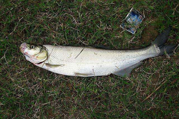 翘嘴鱼在春末到秋末最为活跃,是比较典型喜欢高温的