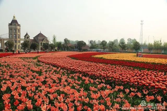 花卉攝影鬱金香花海