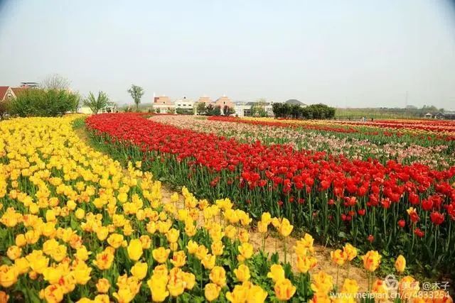 花卉攝影鬱金香花海