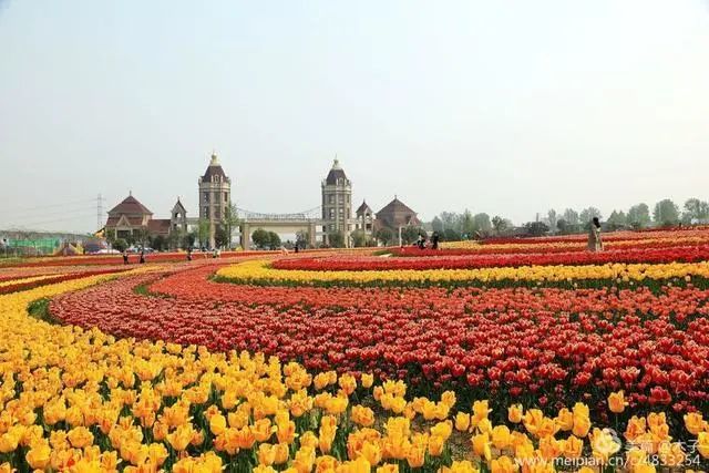 花卉攝影鬱金香花海