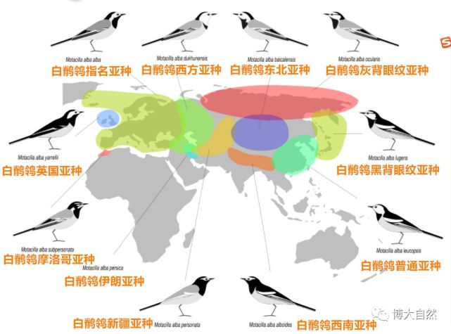 白鹡鸰亚种的野外识别|亚种|白鹡鸰|雄鸟