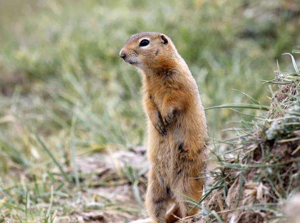 新疆30万只老鼠成群结队跳崖,场面很是壮观,知道原因后很是心酸