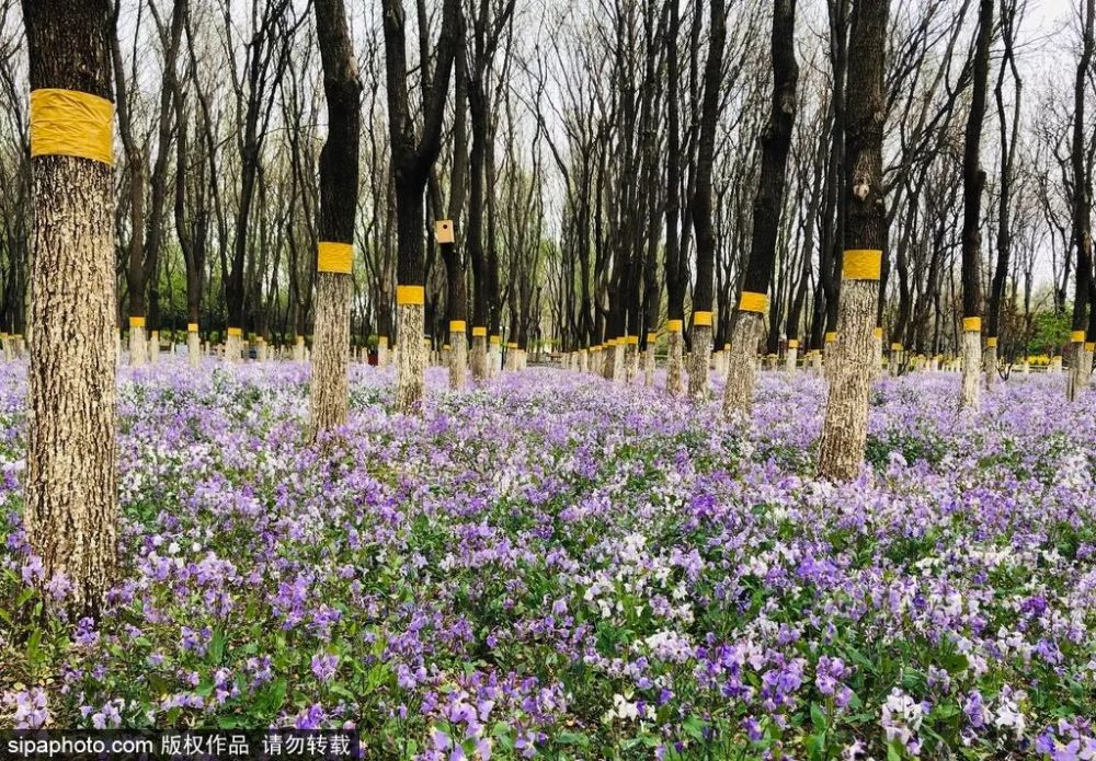 万万没想到 北京还有这么大片的紫色花海 简直美醉 腾讯新闻