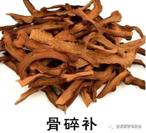 中药骨补碎的性味归经及临床运用经验