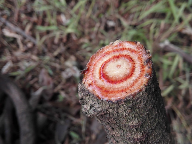 以为这黑血藤是一种树的树干,实际上并非如此,黑血藤又叫做"老鸦花藤"