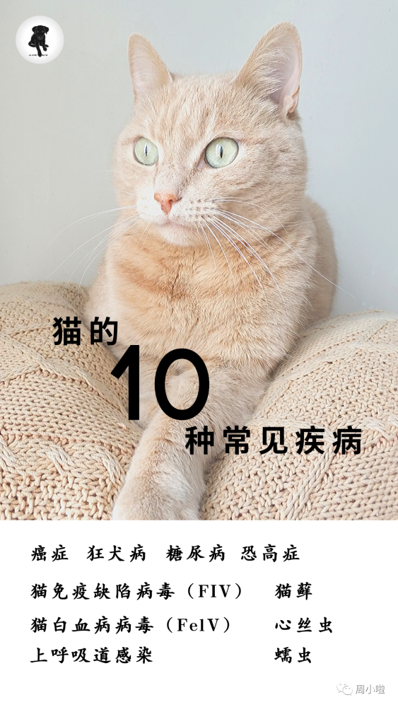 猫咪蠕虫的预防与治疗 猫的10种常见疾病终结篇 猫的常见寄生虫 腾讯新闻