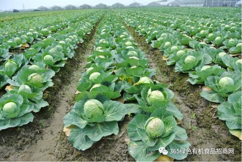 太白无公害蔬菜上市保证市民放心吃健康绿色蔬菜