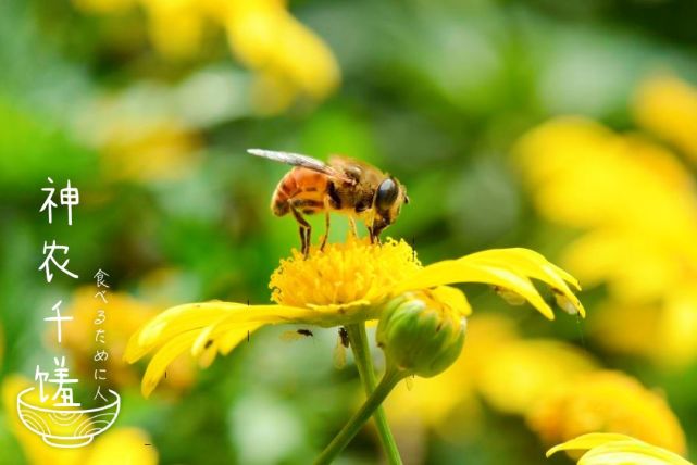 腾讯内容开放平台
