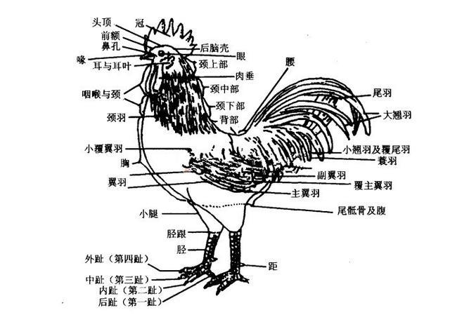 鸡体表各部位名称