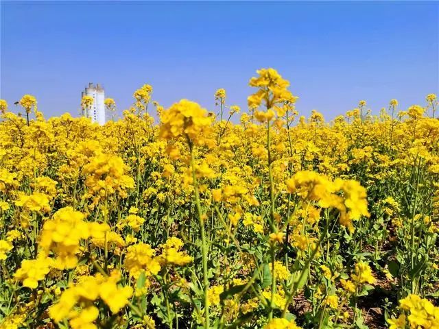 快来欣赏北京这片少为人知的油菜花海,1200亩现在已经傲然盛放!