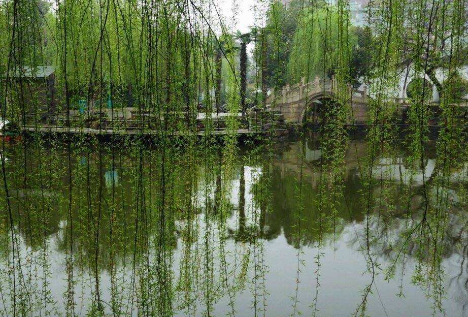 一幅清新,煦暖,鲜亮,灵动的春树春水图画《新柳》_腾讯新闻