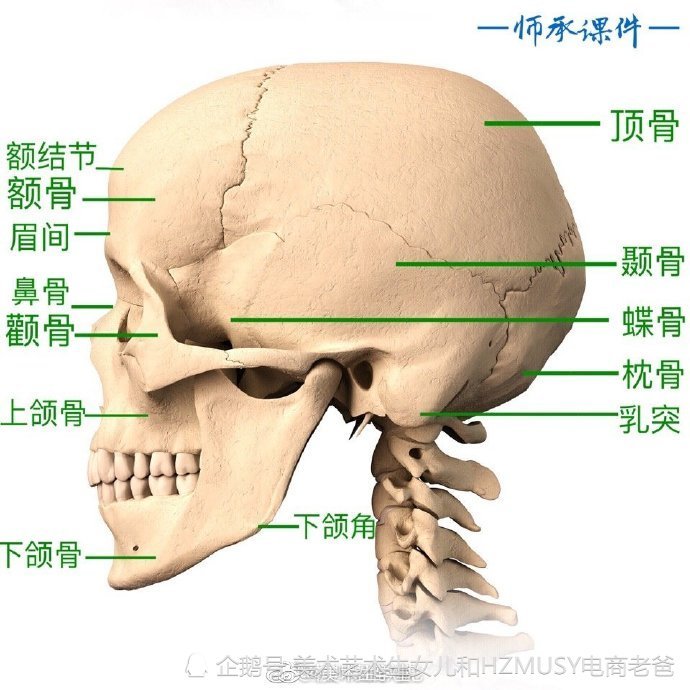 頭骨的深入剖析 美術生藝術生頭像素描資料