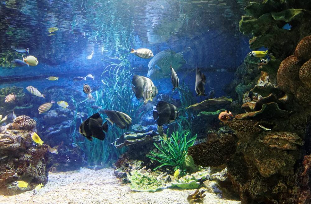 全景式的海洋公园,能见到珍稀极地动物,亲子旅游的最佳去处!