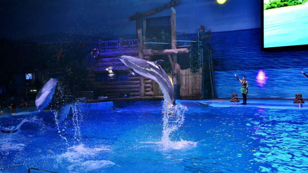 全景式的海洋公园,能见到珍稀极地动物,亲子旅游的最佳去处!