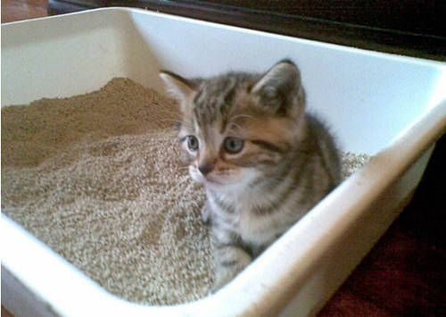 猫频繁小便怎么办 猫咪