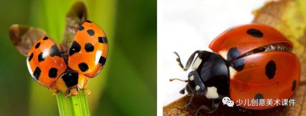 观察实物图片,把握七星瓢虫的形体结构特征,同时进行创作;教学重,难点