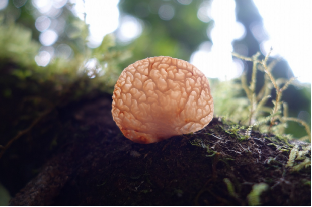 荒野维生野菜系列——皱木耳