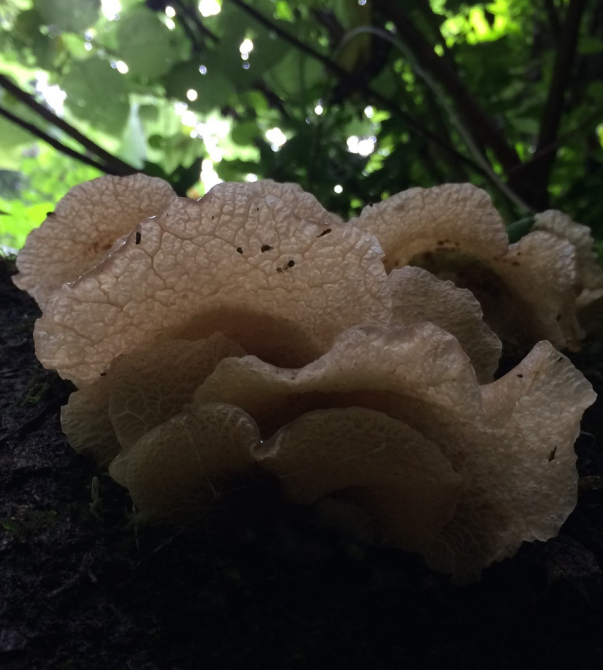 荒野维生野菜系列——皱木耳