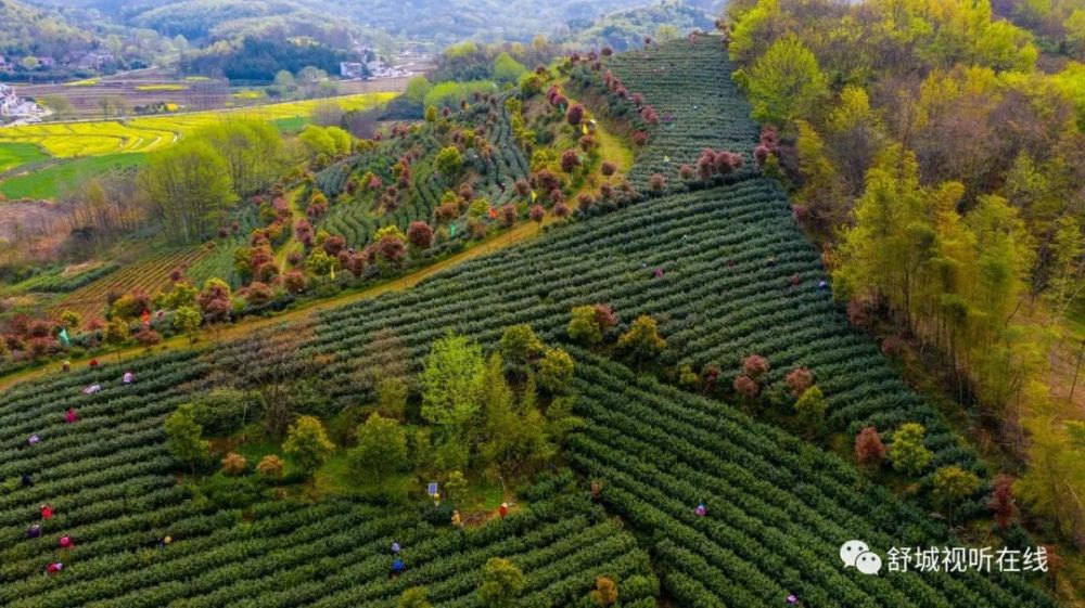 舒城縣舒茶鎮石塘村組織500餘名採茶工幫助茶農採摘小蘭花茶葉鮮葉