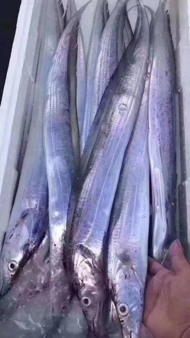 痴鲜野生海鲜:深海青张大带鱼肉厚鲜甜