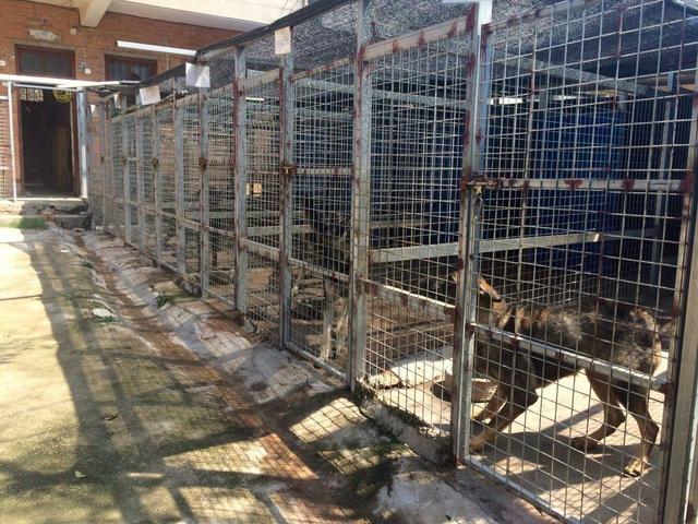 "狗肉"背后有一条产业链,一刀切还是回归正常,等待结果