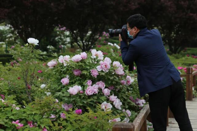 4月11日牡丹花情播报 各牡丹园开放情况