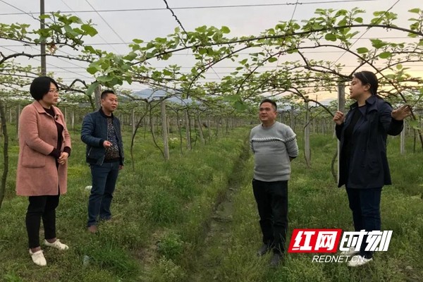 金石桥镇猕猴桃种植基地有3600多亩,采取直接帮扶,委托帮扶等多种形式