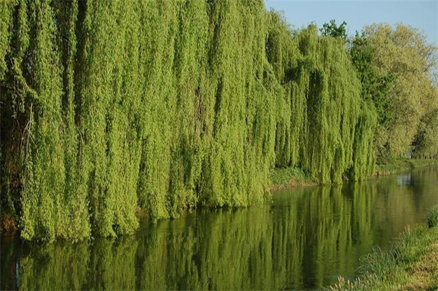 纳兰性德蝶恋花垂杨那是相思树中的那究竟该作何解读