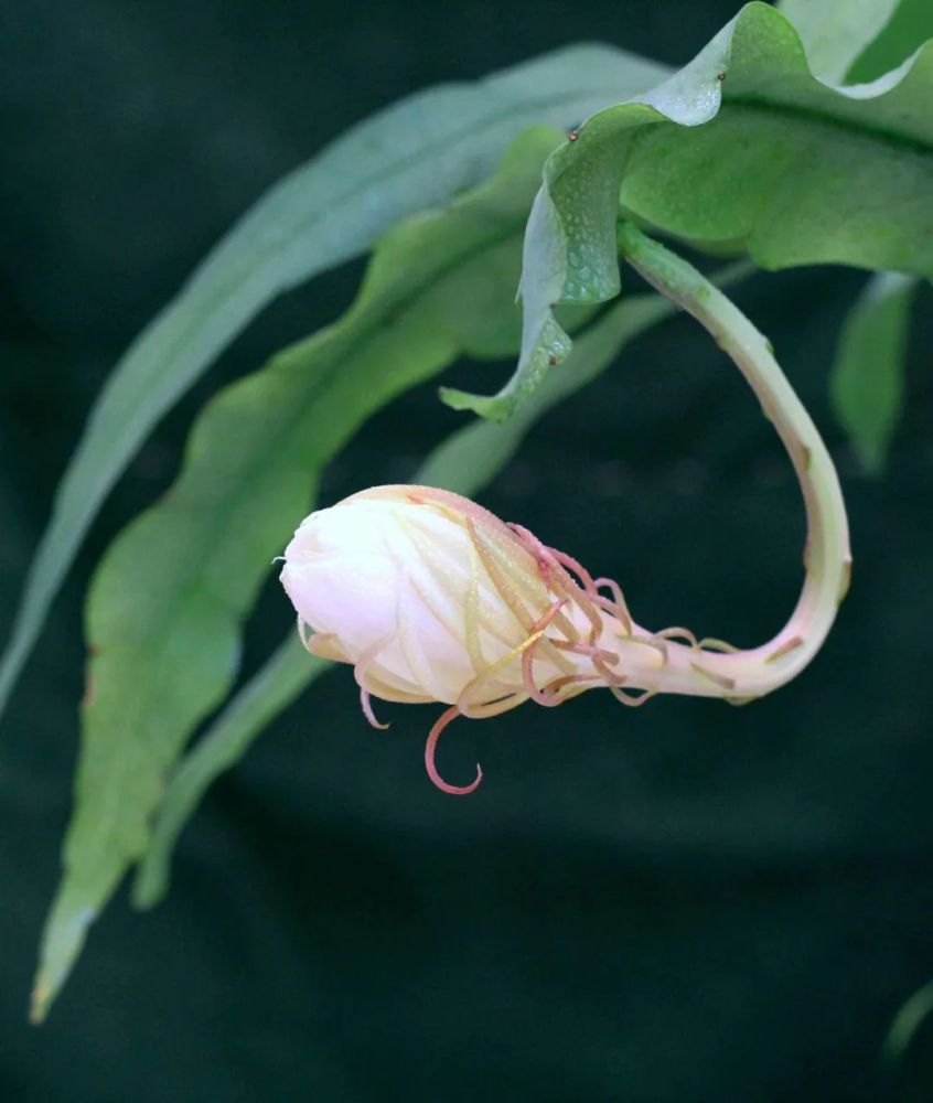 四月天剪下昙花叶扦插入盆收获昙花的福利太多令人赞叹不已