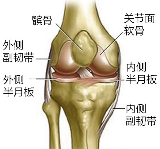 以及其它结构辅助连接,这包括半月板(减小骨与骨之间的摩擦),髌韧带
