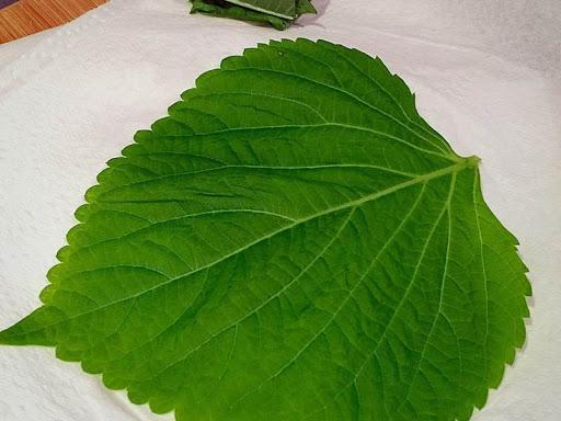 味道特别的紫苏,里头含有多种挥发成分,如紫苏醛,薄荷醇等,因此香气