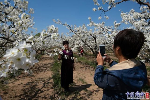 十足的旗袍走秀感受雄安新区浓浓的文化韵味今天的雄州梨花湾美爆了!