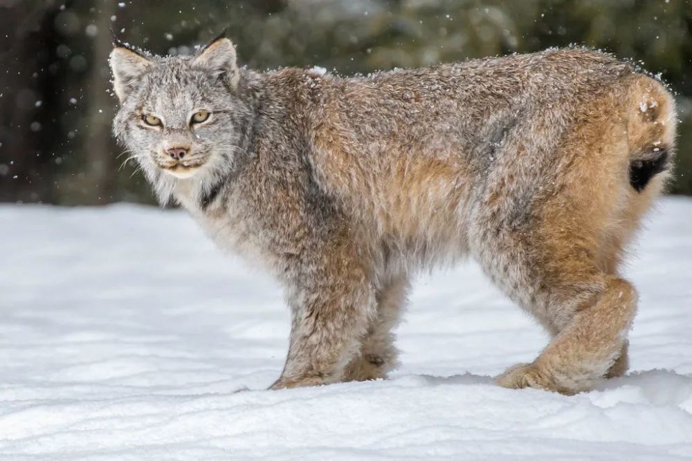 大脚怪陷入困境栖息地不断丧失猫科界吹哨人发出预警