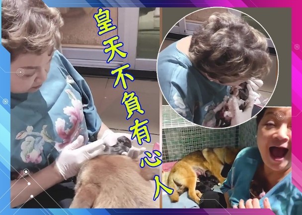 太有爱了 刚出生的狗宝宝要死了 女星为它做人工呼吸成功救活 腾讯新闻