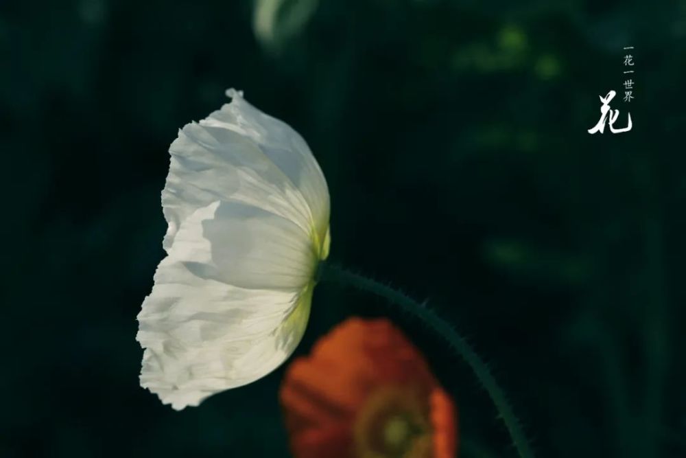 薰衣草花提前绽放 多种花卉拼成壮观花海 腾讯新闻