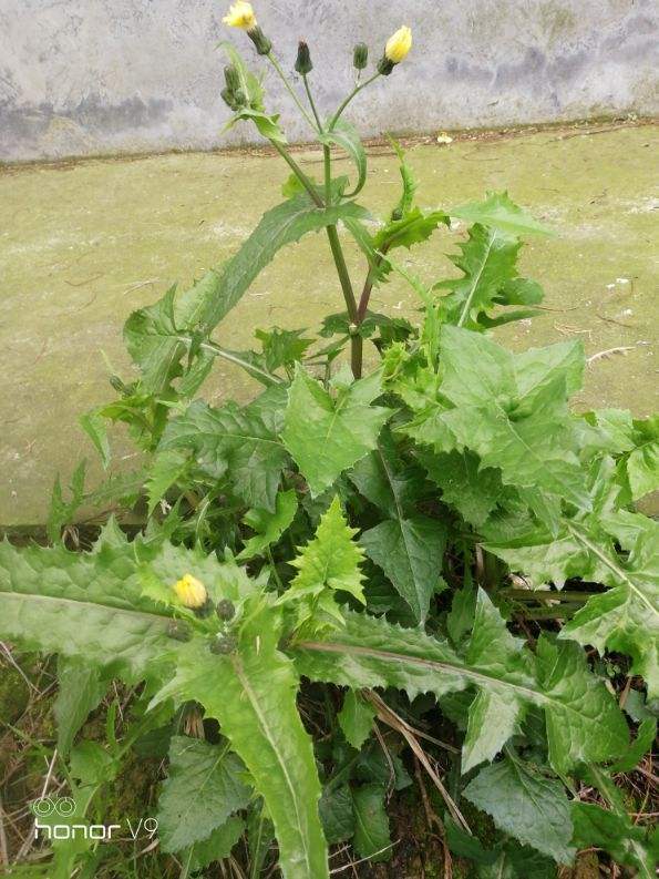 路边野草一掰流奶浆,吃起来清爽去火,最适合春天挖!