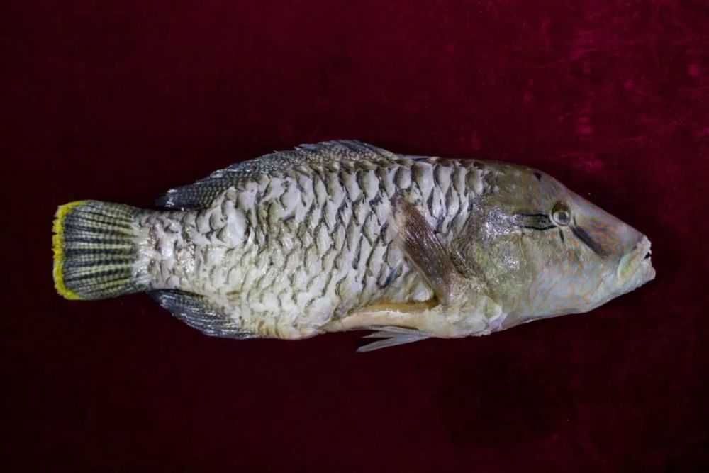 苏眉鱼?什么东东