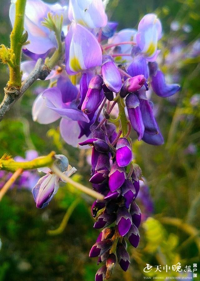 驻马店:葛根花开 香飘满山