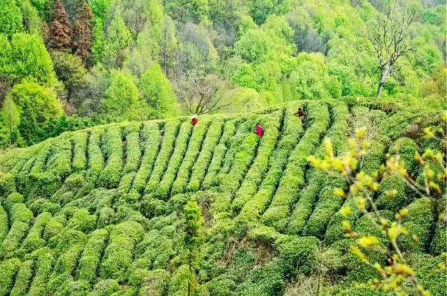 山林中的老君眉茶園