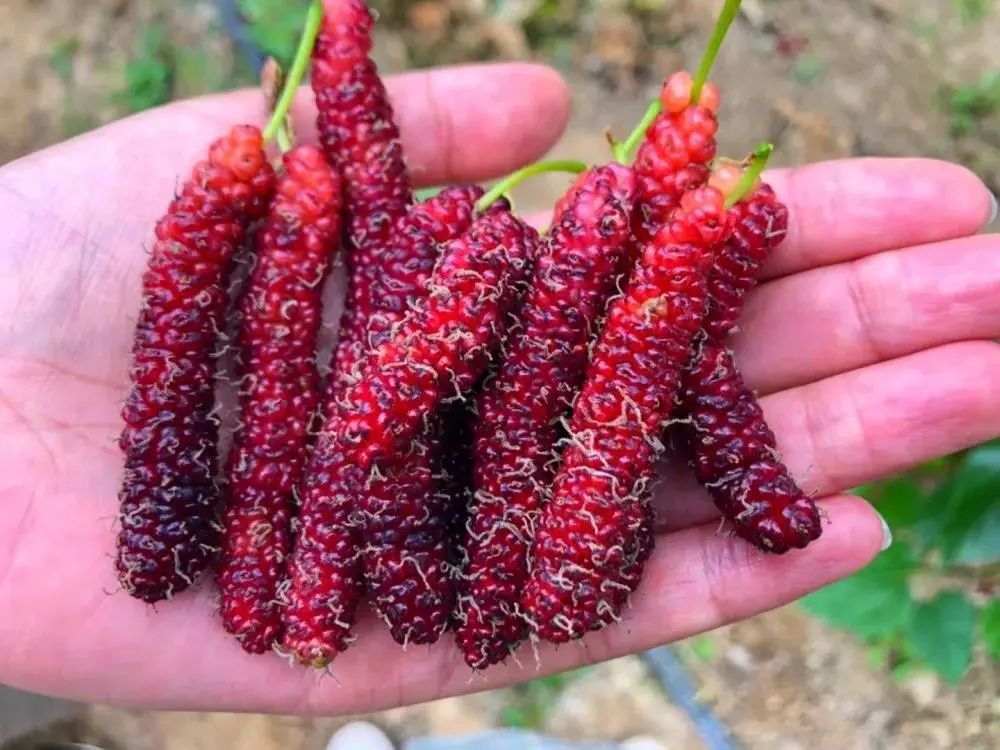 又到蔡甸桑葚成熟的时节趁春光正盛赶紧约起来