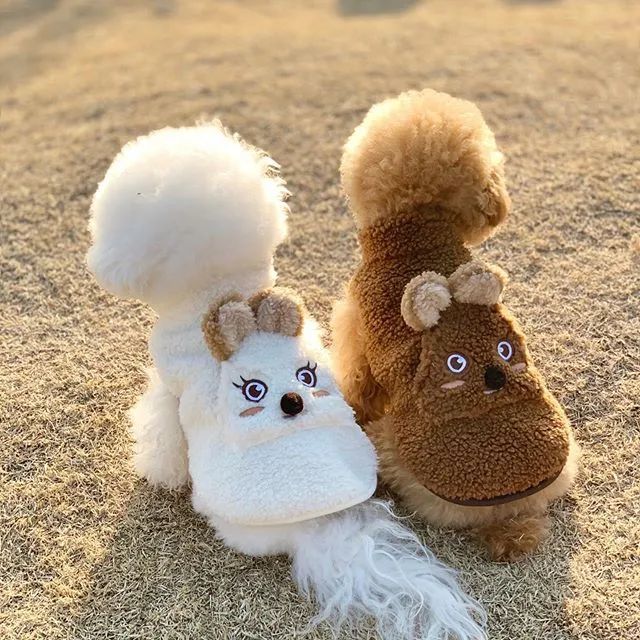 一只小比熊看电视,背影萌翻了大批粉丝,网友:跪求正面!