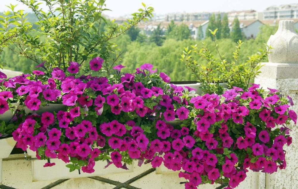 矮牵牛的花期长栽种易成活矮牵牛怎么养护更容易爆盆