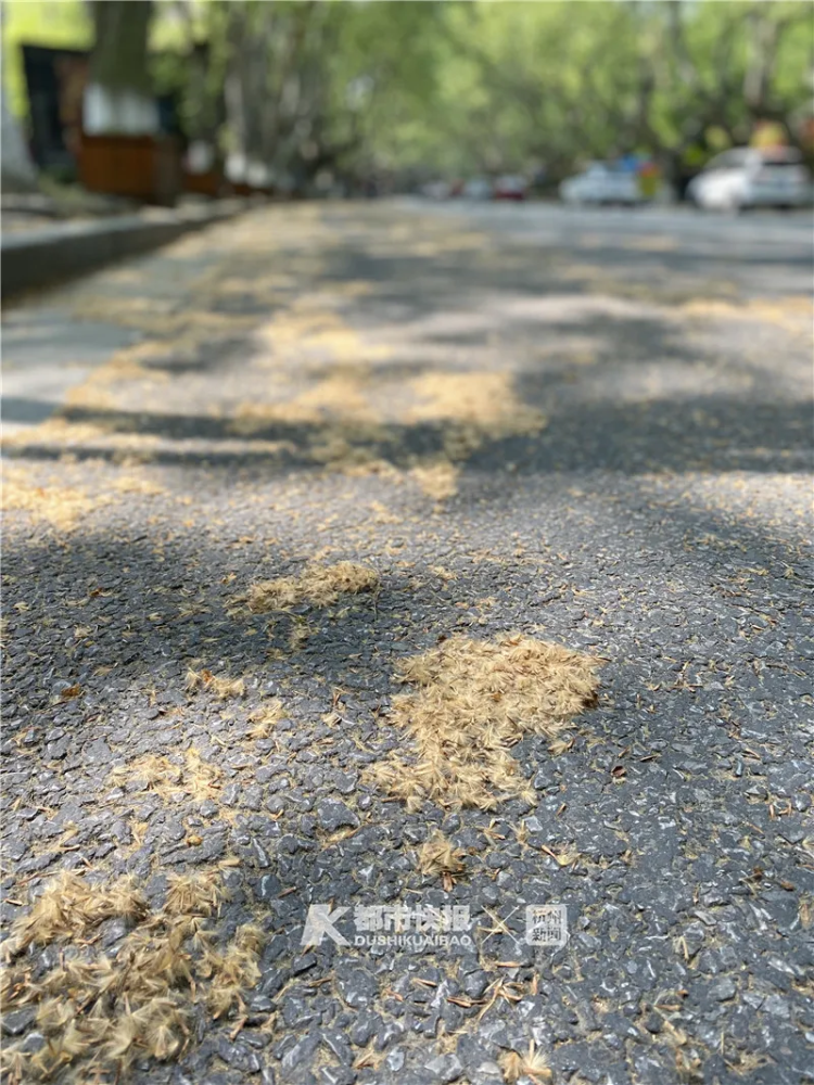 这会儿杭州正在刮大风大风中最让你头疼的可能是42万棵法国梧桐