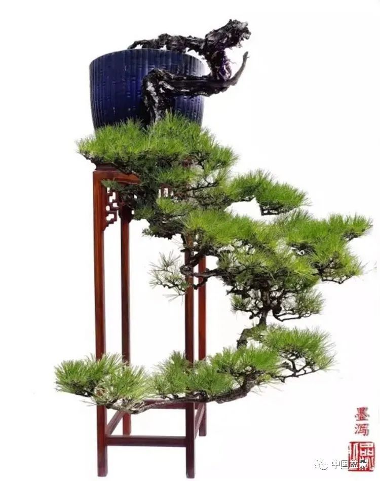 逶迤以南一一读韩学年几件"山松盆景"