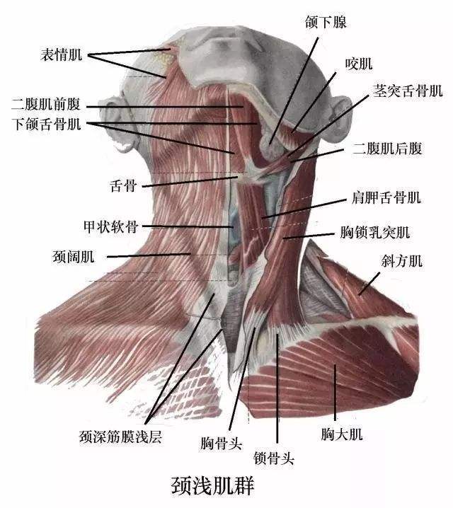 颈部二腹肌解剖图图片