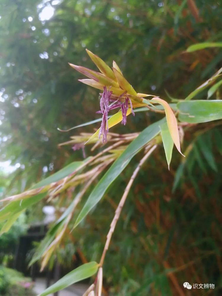 竹子开不开花,是个两难的问题