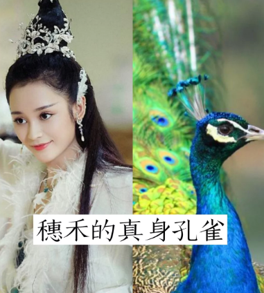 风九的真身,白素贞真身,穗禾的真身,看到糖宝真身:我哭了!